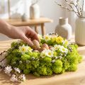 Deco samanos šviesiai žalios šiaurės elnių samanos konservuotos 400g | Floristik24.lt