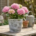 Metalinis gėlių vazonas „Shabby Chic“ su širdies formos raštu, Ø22 cm, aukštis 17,5 cm | Floristik24.lt