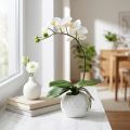 Phalaenopsis kremas keraminiame puode 33cm | Floristik24.lt