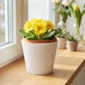 Plisuoti rankogaliai balti 8,5cm 100 vnt | Floristik24.lt