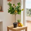 Dirbtinis citrinmedis vazone, Viduržemio jūros stiliaus, lengvai prižiūrimas dirbtinis augalas, dekoratyvinis citrusinis medis, 57 cm aukščio | Floristik24.lt