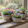 Natūralus krepšelis sodinimui, krepšelis su rankenomis, vazonas shabby chic baltas skalbtas L31/27.5/24cm H12/11.5/10cm rinkinys iš 3 vnt. | Floristik24.lt