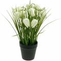 Floristik24 Fritillaria vazone, šaškių lentos gėlė žalia ir balta, dirbtinė gėlė