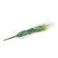 Floristik24 Lapės uodega žolė žalia, balta 63cm