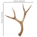 Dirbtiniai ragai, tikroviški, kaimiški, 32 cm | Floristik24.lt