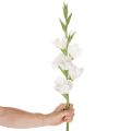Dirbtinis kardelis, ilgakotis, vazoms, 88 cm | Floristik24.lt
