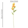  | Floristik24.lt