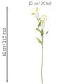  | Floristik24.lt