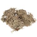 Floristik24 Dekoratyvinės samanos, pilkos samanos rankdarbiams, 500g