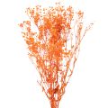 Floristik24 Džiovintų gėlių puokštė „Gypsophila“ 75 cm 100 g