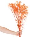 Džiovintų gėlių puokštė „Gypsophila“ 75 cm 100 g | Floristik24.lt