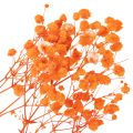 Džiovintų gėlių puokštė „Gypsophila“ 75 cm 100 g | Floristik24.lt