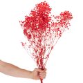 Džiovintų gipso (Gypsophila) kekė 75 cm 100 g | Floristik24.lt