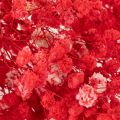 Džiovintų gipso (Gypsophila) kekė 75 cm 100 g | Floristik24.lt