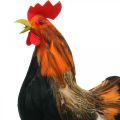 Floristik24 Dekoratyvinis gaidys su plunksnomis Velykų dekoravimo figūrėlė ūkio gaidys 36cm