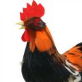 Floristik24 Dekoratyvinis gaidys su plunksnomis Oranžinė dekoratyvinė figūrėlė Velykų pavasario puošmena 24cm