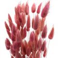 Floristik24 Triušio uodegos žolė Lagurus džiovinta šviesiai rožinė 60cm 50g