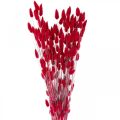Floristik24 Triušio uodegos žolė Lagurus džiovinta raudona 60cm 50g