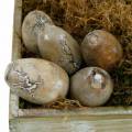 Floristik24 Deco vištienos kiaušinis, Velykiniai kiaušiniai iš mango medienos natural 12 vnt