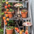 Mediniai grybų deko rudens lapai balti, spalvinga rudens puošmena Ø13cm H19cm | Floristik24.lt