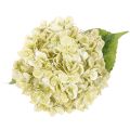Dirbtinė hortenzija su ilgu stiebu ir lapais, 60 cm | Floristik24.lt