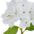 Hortenzija 35 cm balta