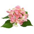 Floristik24 Rožinė hortenzija 33 cm