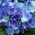 Hortenzijos dirbtinė gėlė Mėlyna šilko gėlių puokštė 42cm