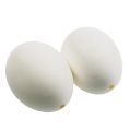 Floristik24 Vištienos kiaušinių baltymai 10vnt