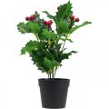 Floristik24 Holly vazone dirbtiniai augalai Ilex dirbtinis 26cm