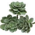 Floristik24 Dirbtiniai sultingi deko dirbtiniai augalai žalia 11×8,5cm 3vnt
