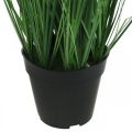 Floristik24 Dirbtinė viksva vazone su smaigaliais Carex dirbtinis augalas 98cm