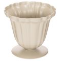 Floristik24 Dekoratyvinis dubuo, kreminės spalvos trofėjus, mažas, 10 cm