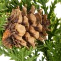 Dirbtinė pušies šaka su kankorėžiais, 28 cm, 6 vnt. | Floristik24.lt