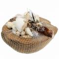 Floristik24 Pietų jūros puošmena kokosas su midijomis 20cm 250g