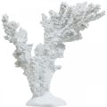Floristik24 Jūrinės dekoracijos koralų baltumo dirbtinės dekoracijos stovas 11×12cm