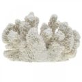 Floristik24 Jūrinė dekoracija koralų baltumo dirbtinis polirezinas mažas 13,5x12 cm