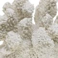 Floristik24 Jūrinė dekoracija koralų baltumo dirbtinis polirezinas mažas 13,5x12 cm