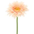 Floristik24 Dirbtinės gerberos, abrikosų spalvos, 47 cm, 6 vnt.