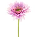 Floristik24 Dirbtinės gerberos sodo gėlės, violetinės, 47 cm, 6 vnt.