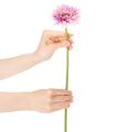 Dirbtinės gerberos sodo gėlės, violetinės, 47 cm, 6 vnt. | Floristik24.lt