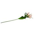 Floristik24 Dirbtinė lelija rožinė su tikru prisilietimu 100cm