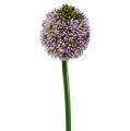 Floristik24 Dirbtinės gėlės Allium Purple Ø10cm L65cm