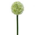 Floristik24 Dirbtinis Allium White Ø10cm L65cm