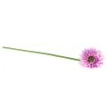 Floristik24 Dirbtinės gėlės Gerbera Violetinė 47cm
