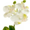 Floristik24 Dirbtinės orchidėjos Dirbtinių gėlių orchidėja balta 20cm