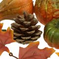 Floristik24 Moliūgų deko spurgai rudens lapai rudens dekoracijų rinkinys 5-11cm