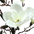Floristik24 Dirbtinis magnolijos šakelių kremas 90cm