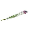 Floristik24 Dirbtinės gėlės tulpės violetinės-žalios 84cm - 85cm 3vnt