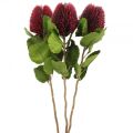 Floristik24 Dirbtinės gėlės, Banksia, Proteaceae vyno raudona L58cm A6cm 3vnt